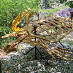 SQUELETTE ARCHELON