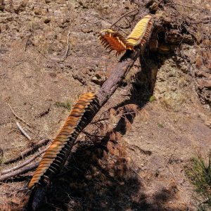 ARTHROPLEURA