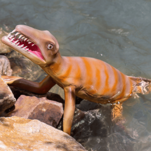 MESOSAURUS ORANGE