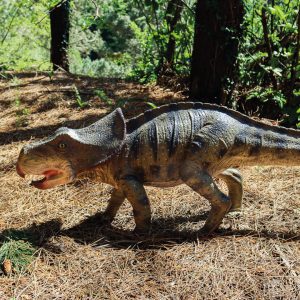 PROTOCERATOPS