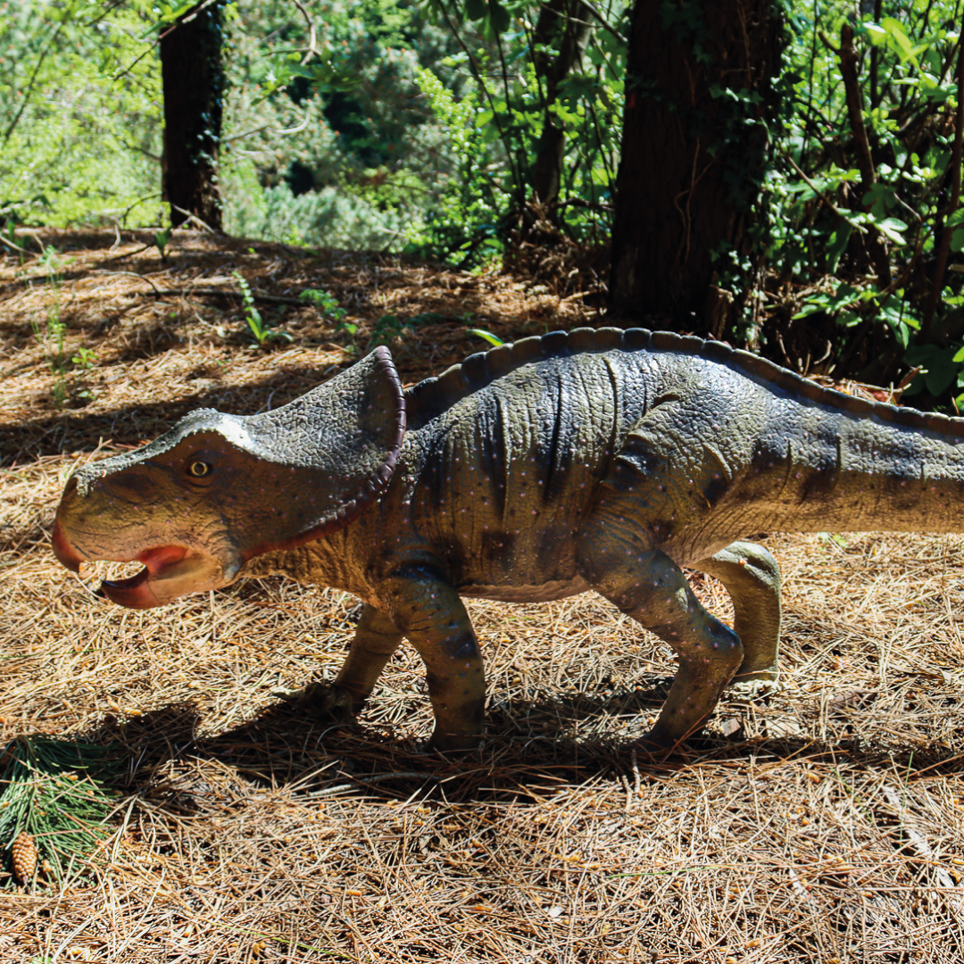 PROTOCERATOPS