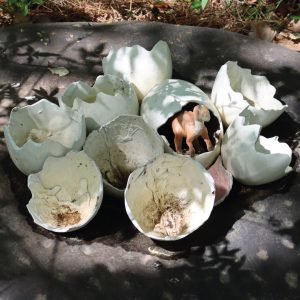 OEUFS DE DINOSAURE