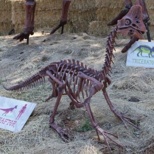 SQUELETTE OVIRAPTOR