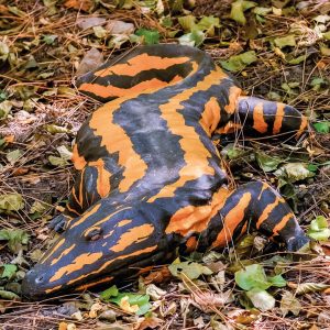 SCLEROCEPHALUS