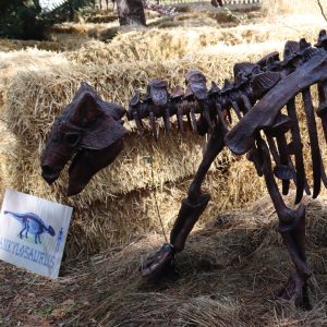 SQUELETTE D'ANKYLOSAURUS