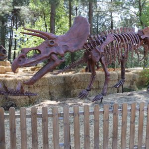 SQUELETTE TRICERATOPS