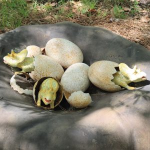 OEUFS DE TRICERATOPS