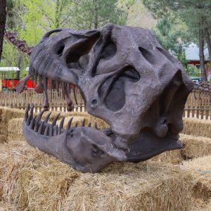 CRÂNE DE TYRANNOSAURUS REX