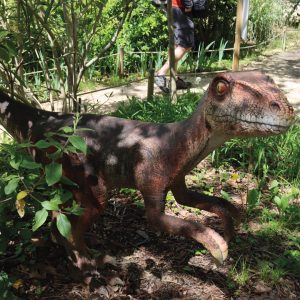 VELOCIRAPTOR ROUGE