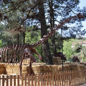 SQUELETTE BRACHIOSAURUS