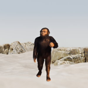 ENFANT AUSTRALOPITHÈQUE